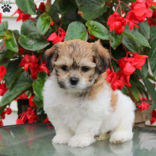 Dana, Teddy Bear Puppy