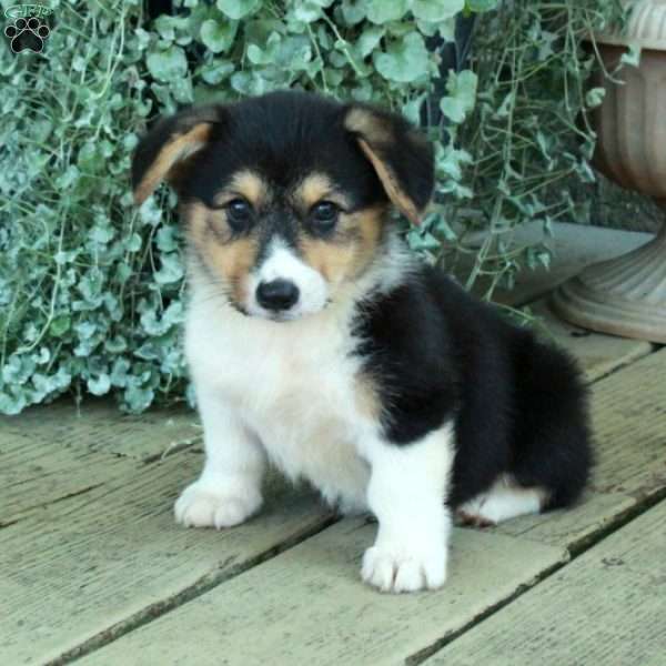 Dana, Pembroke Welsh Corgi Puppy