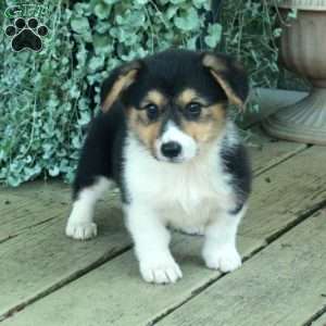 Dana, Pembroke Welsh Corgi Puppy