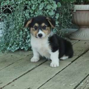 Dana, Pembroke Welsh Corgi Puppy