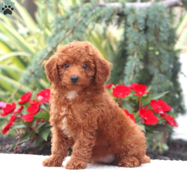 Dana, Miniature Poodle Puppy