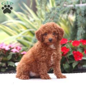 Dana, Miniature Poodle Puppy
