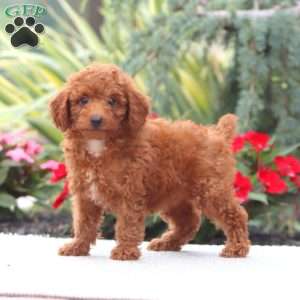 Dana, Miniature Poodle Puppy
