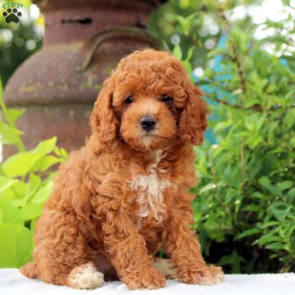 Dandelion, Toy Poodle Puppy