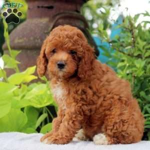 Dandelion, Toy Poodle Puppy