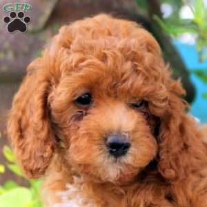 Dandelion, Toy Poodle Puppy