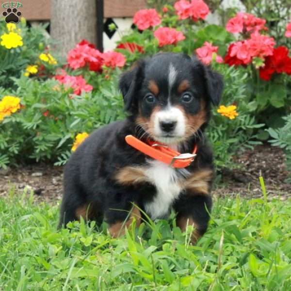 Dandy, Mini Bernedoodle Puppy