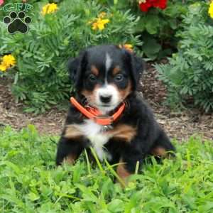 Dandy, Mini Bernedoodle Puppy