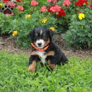Dandy, Mini Bernedoodle Puppy