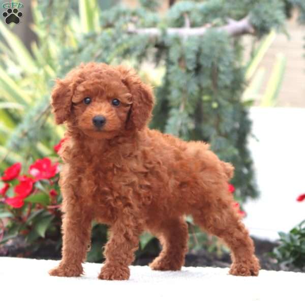 Dandy, Miniature Poodle Puppy