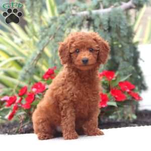 Dandy, Miniature Poodle Puppy