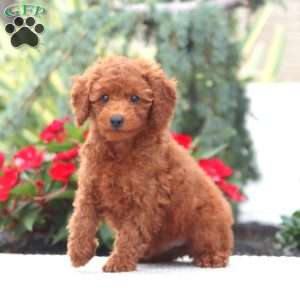 Dandy, Miniature Poodle Puppy