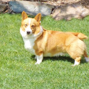 dad