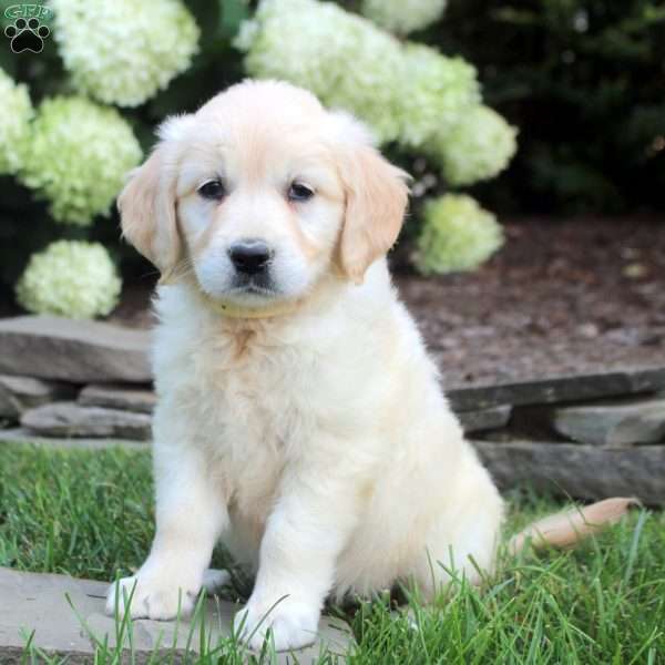 Daphne, English Cream Golden Retriever Puppy