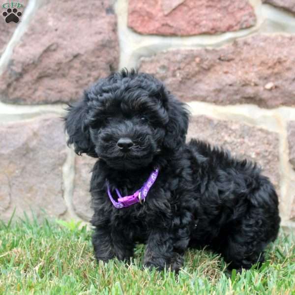 Daphne, Havapoo Puppy