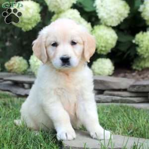 Daphne, English Cream Golden Retriever Puppy
