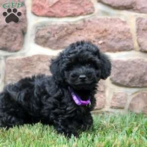 Daphne, Havapoo Puppy
