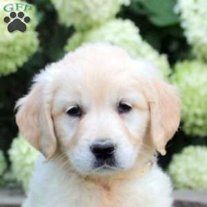 Daphne, English Cream Golden Retriever Puppy