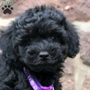 Daphne, Havapoo Puppy