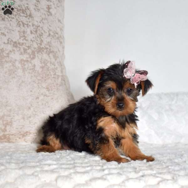 Daphnie, Yorkie Puppy
