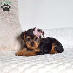 Daphnie, Yorkie Puppy