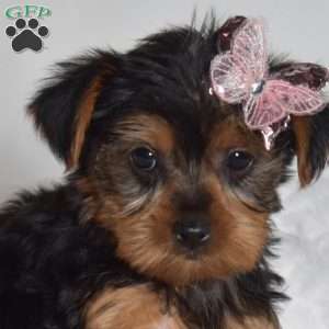 Daphnie, Yorkie Puppy