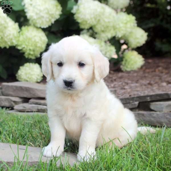 Darcy, English Cream Golden Retriever Puppy