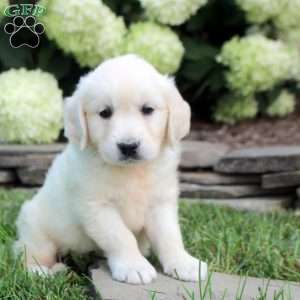 Darcy, English Cream Golden Retriever Puppy