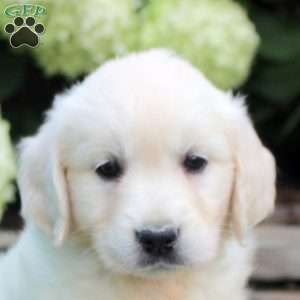 Darcy, English Cream Golden Retriever Puppy