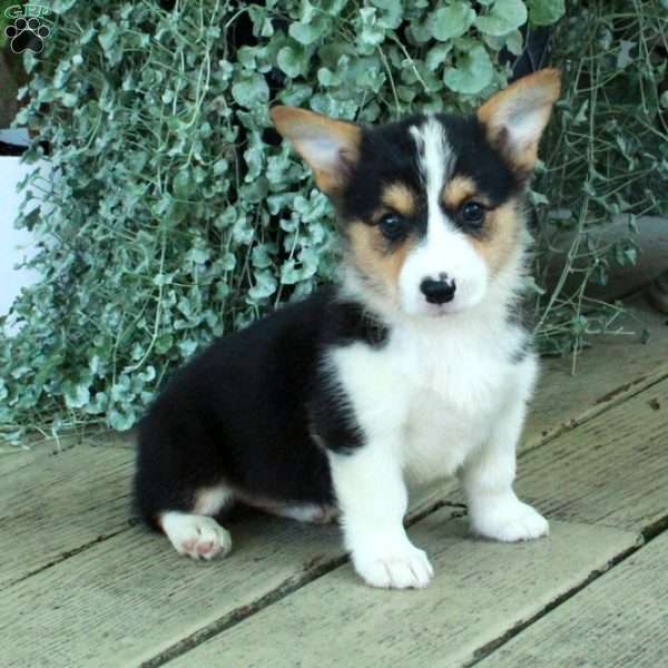 Darla, Pembroke Welsh Corgi Puppy