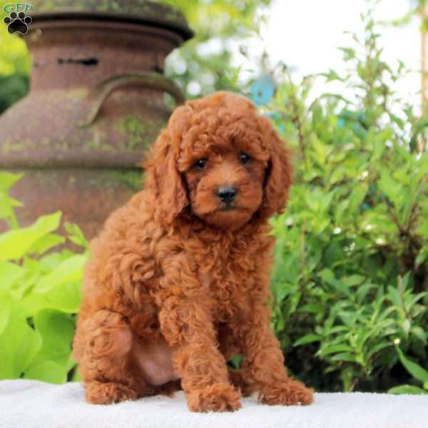 Darla, Toy Poodle Puppy