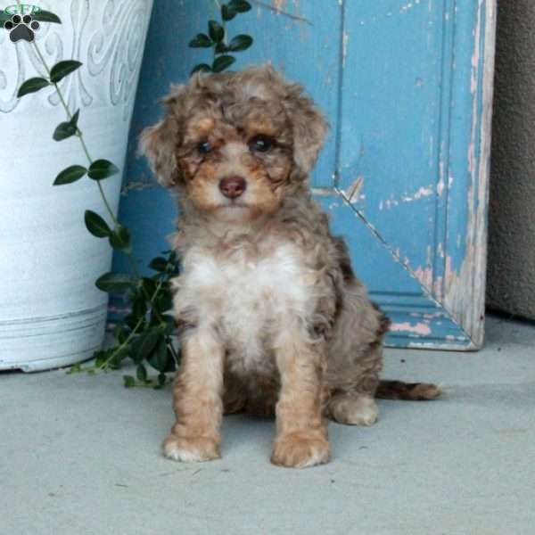 Darla, Miniature Poodle Puppy