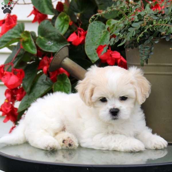 Darla, Teddy Bear Puppy