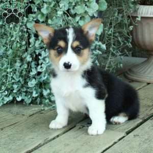 Darla, Pembroke Welsh Corgi Puppy
