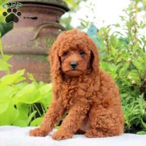 Darla, Toy Poodle Puppy