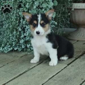 Darla, Pembroke Welsh Corgi Puppy