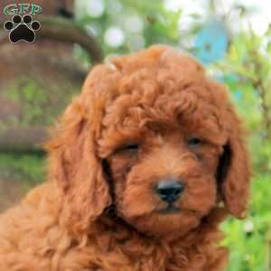 Darla, Toy Poodle Puppy