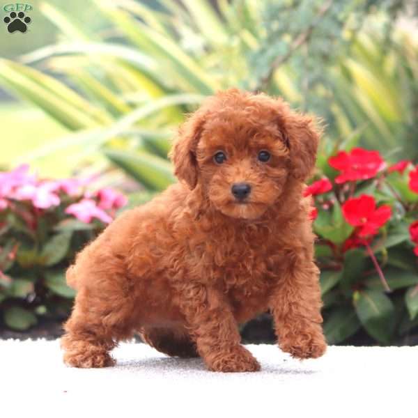 Darla, Miniature Poodle Puppy