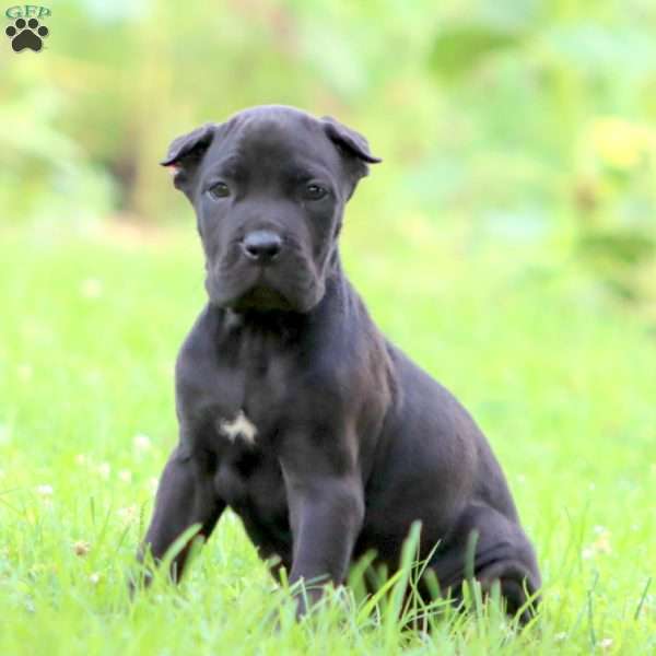 Darla, Cane Corso Puppy