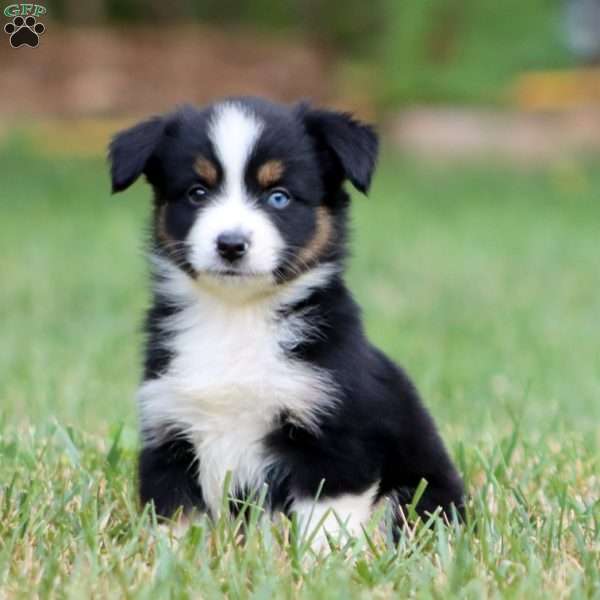 Darla, Miniature Australian Shepherd Puppy