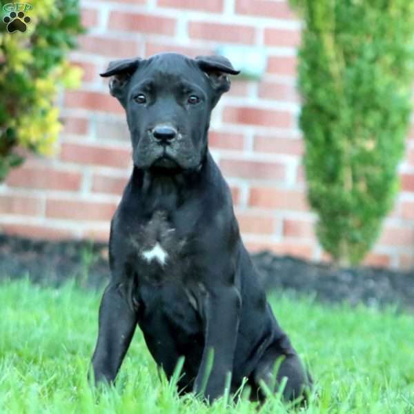 Darla, Cane Corso Puppy