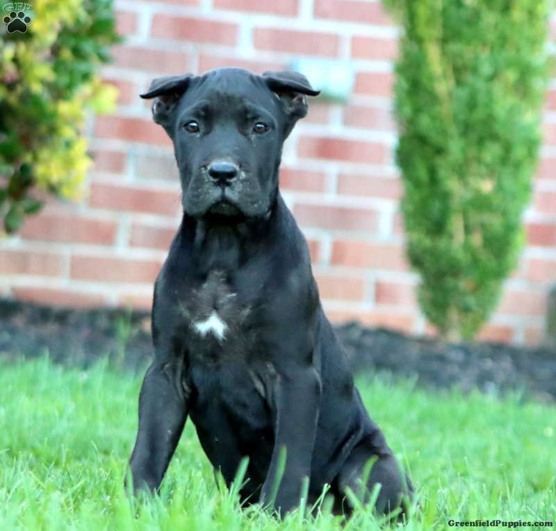 Darla, Cane Corso