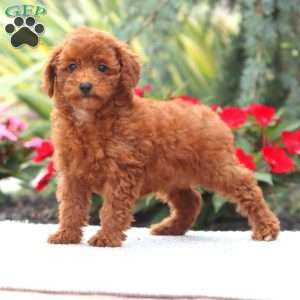 Darla, Miniature Poodle Puppy