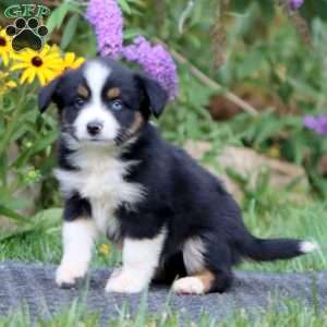 Darla, Miniature Australian Shepherd Puppy