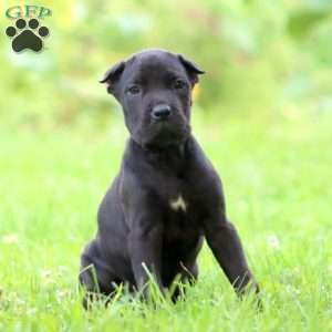 Darla, Cane Corso Puppy