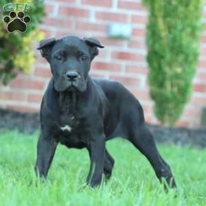 Darla, Cane Corso Puppy
