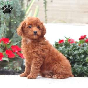 Darla, Miniature Poodle Puppy