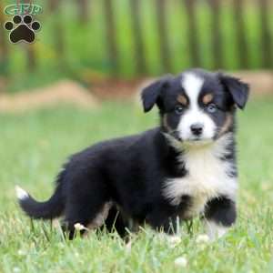 Darla, Miniature Australian Shepherd Puppy