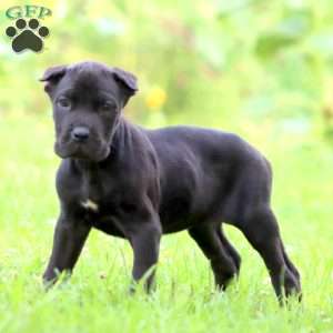 Darla, Cane Corso Puppy