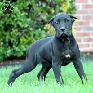 Darla, Cane Corso Puppy